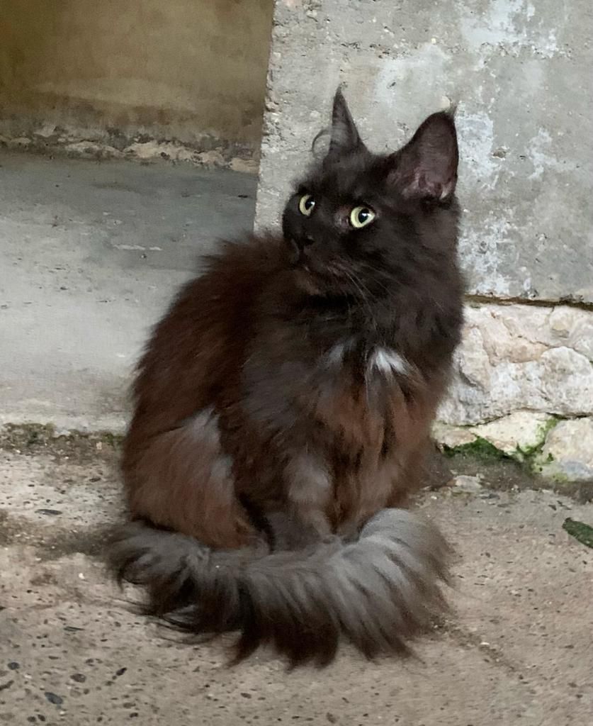 Maine Coon - Mabel de marjorie