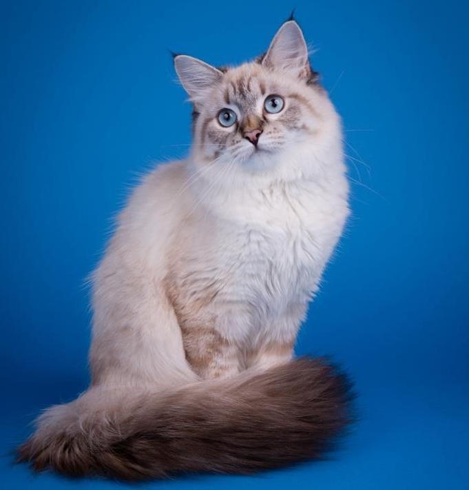 Sibérien - Evenia von bogatyr