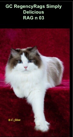 Ragdoll - regencyrags Simply delicious