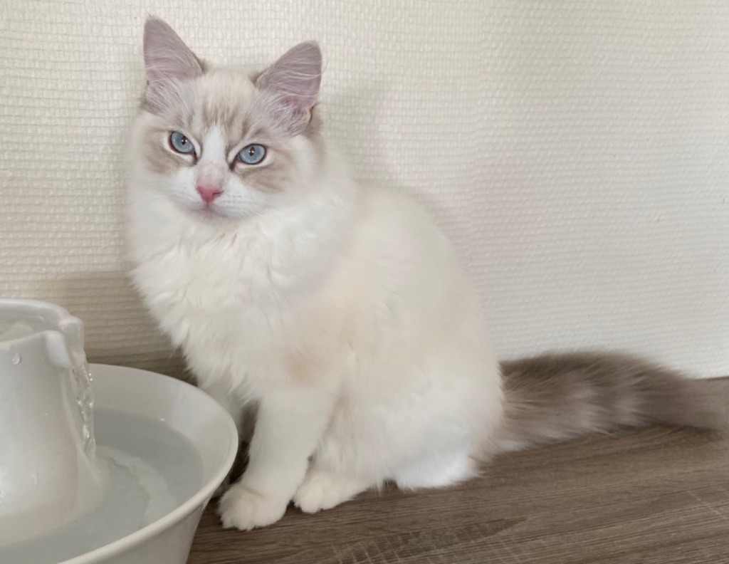 Ragdoll - Shana De La Vallée Du Bozançon