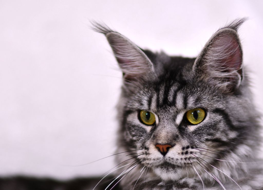 Maine Coon - Orthelia De La Quinta Do Gato