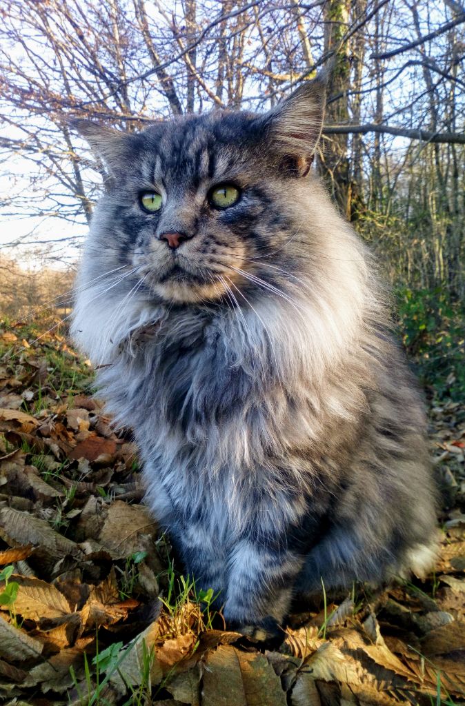 Maine Coon - Holly's hallyster de maycoonfolies