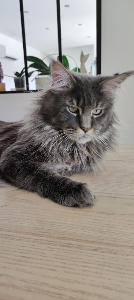 Maine Coon - CH. Jupiter mary liss country