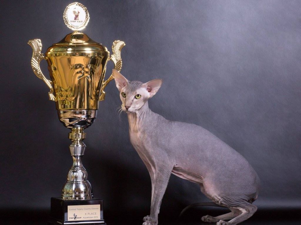 Peterbald - CH. Everest topany country desiree