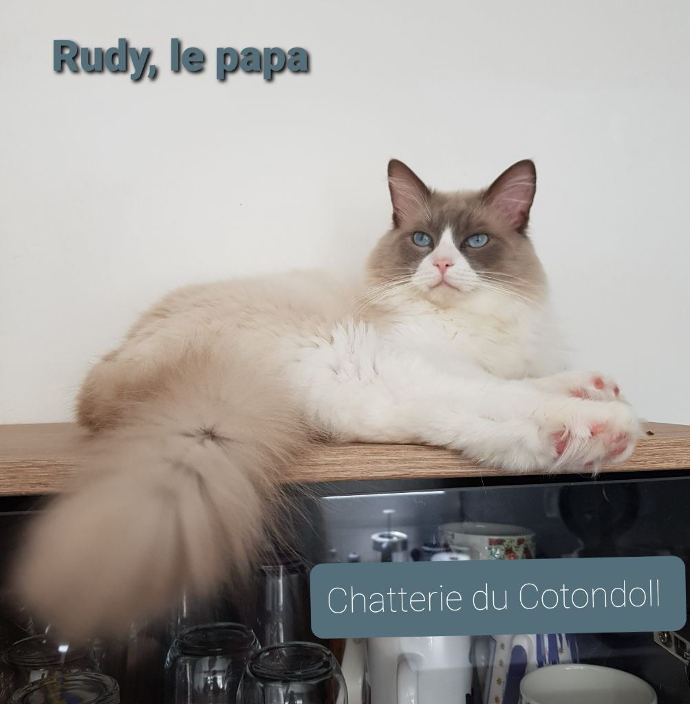 Rudy du domaine d'olympe