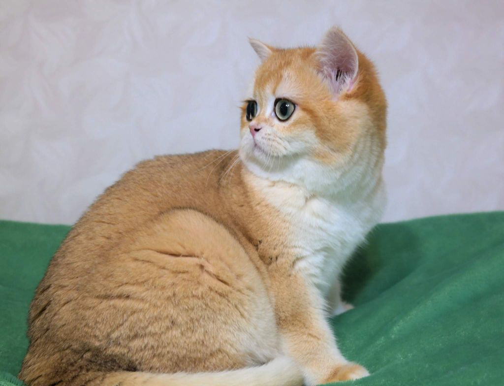 British Shorthair et Longhair - CH. golden soft's Angelina