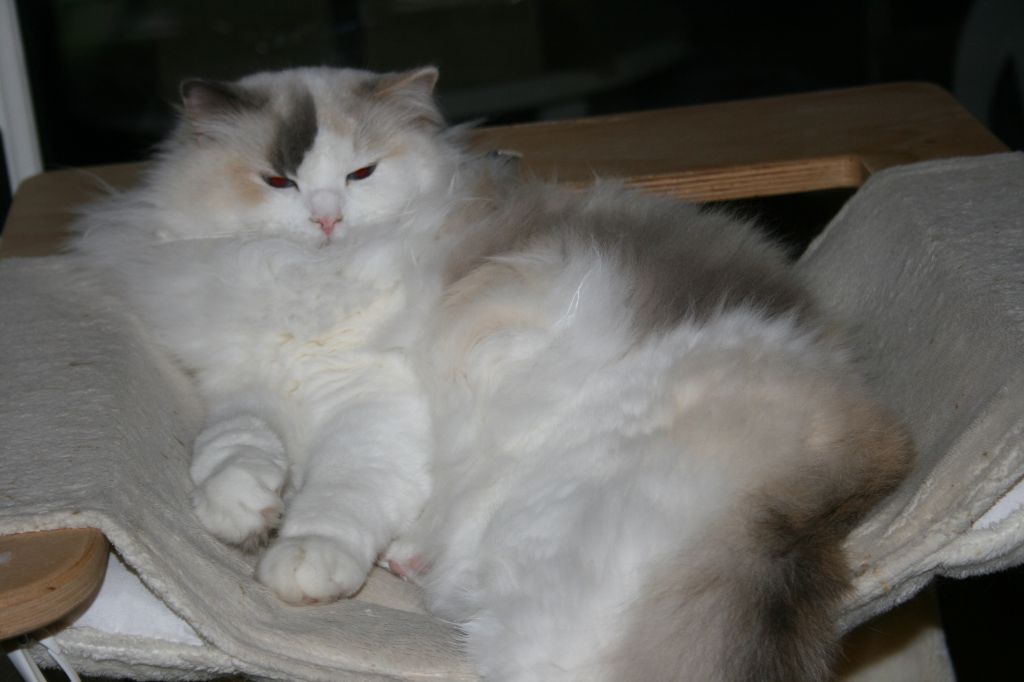 Ragdoll - CH. Manureva de Kitten Tale
