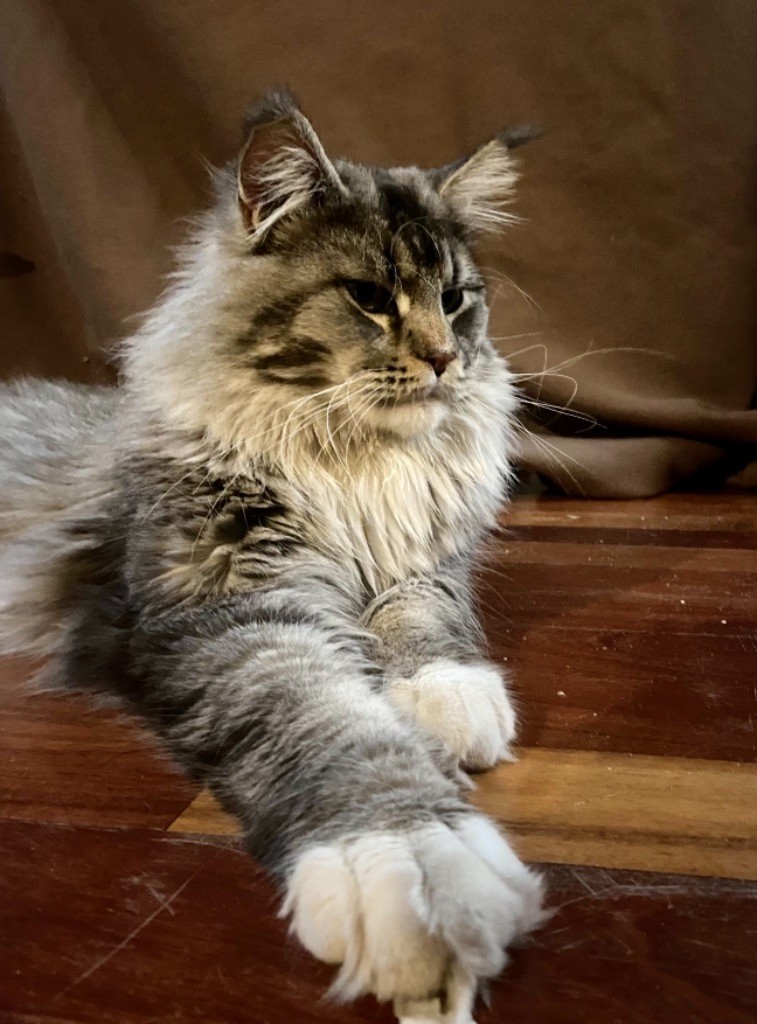 Les Maine Coon de l'affixe Du Caplanne