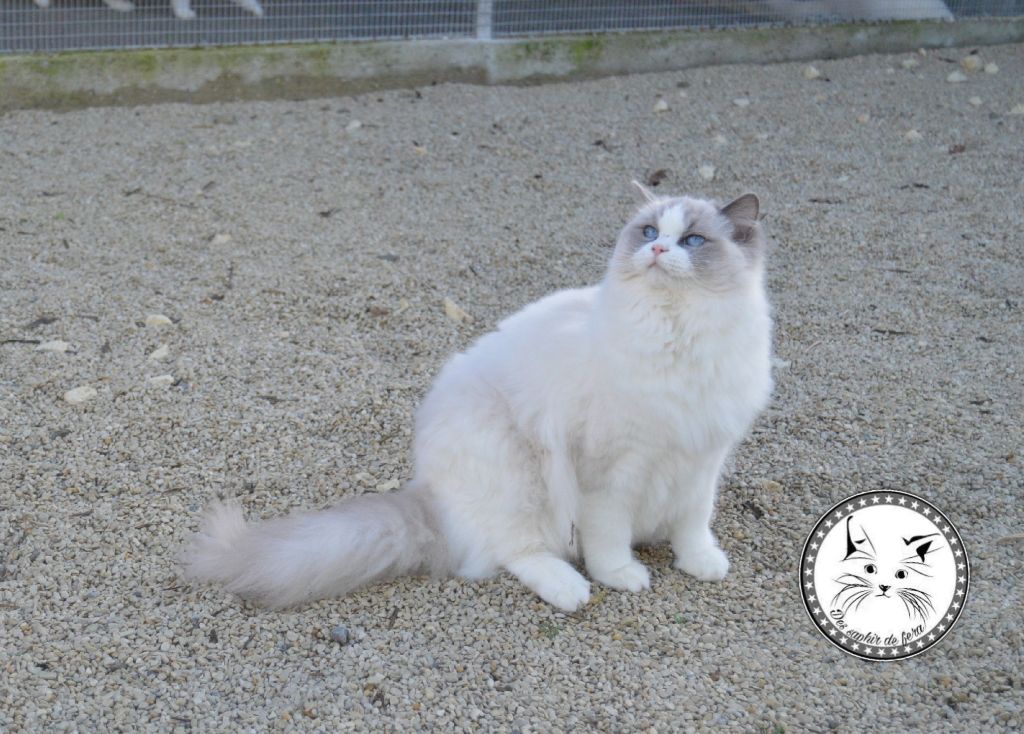 Ragdoll - Nefertiti Des Saphir De Fera