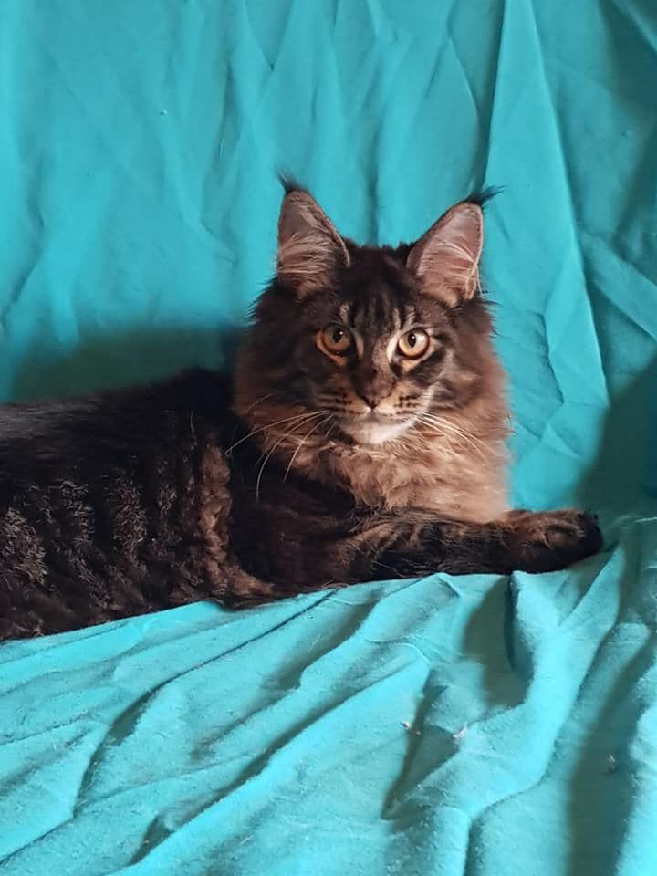 Maine Coon - O'myladie de la palmeraiecoon's