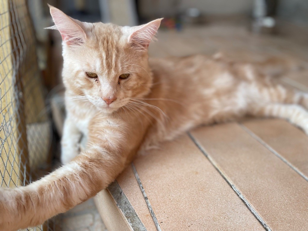 Maine Coon - Socrate la douce mencekas