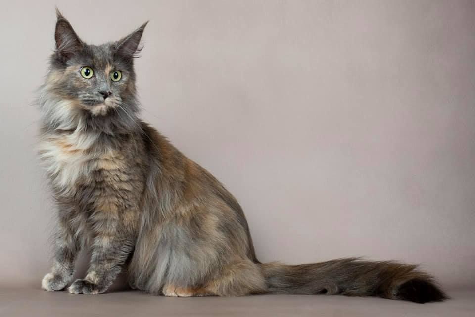 Maine Coon - CH. Naia De La Grange D'Eawy