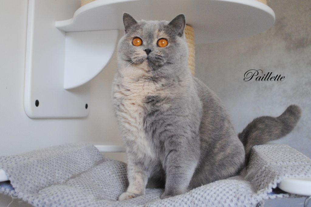 British Shorthair et Longhair - Paillette Monkey Mia