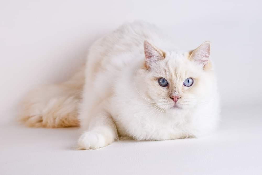 Ragdoll - CH. dollsnrags King thor