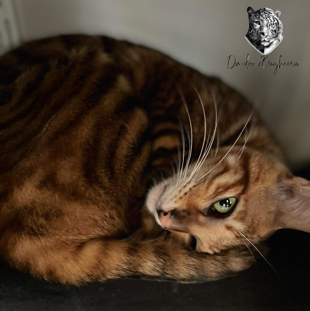 Toyger - tigervisions Dandy