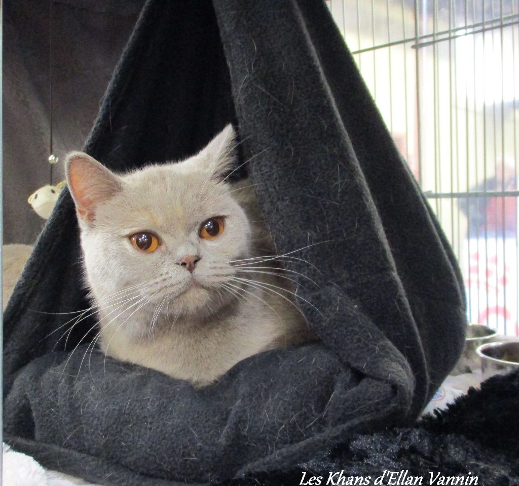 British Shorthair et Longhair - CH. Lamia Khan D'Ellan Vannin