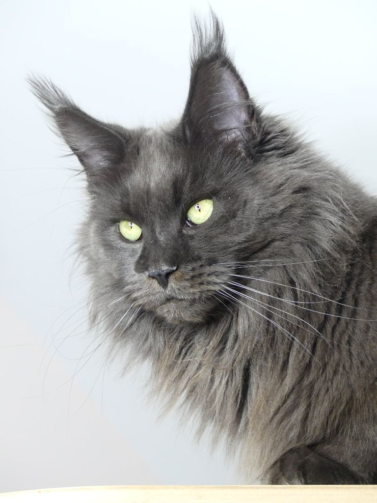 Maine Coon - CH. QALLISTE Of Wild Kingdom