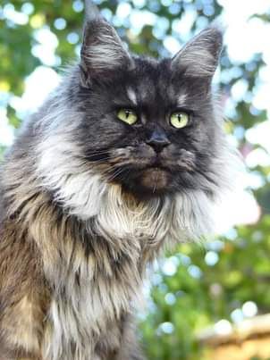 Maine Coon - CH. OHANZEE of sons of anarchy