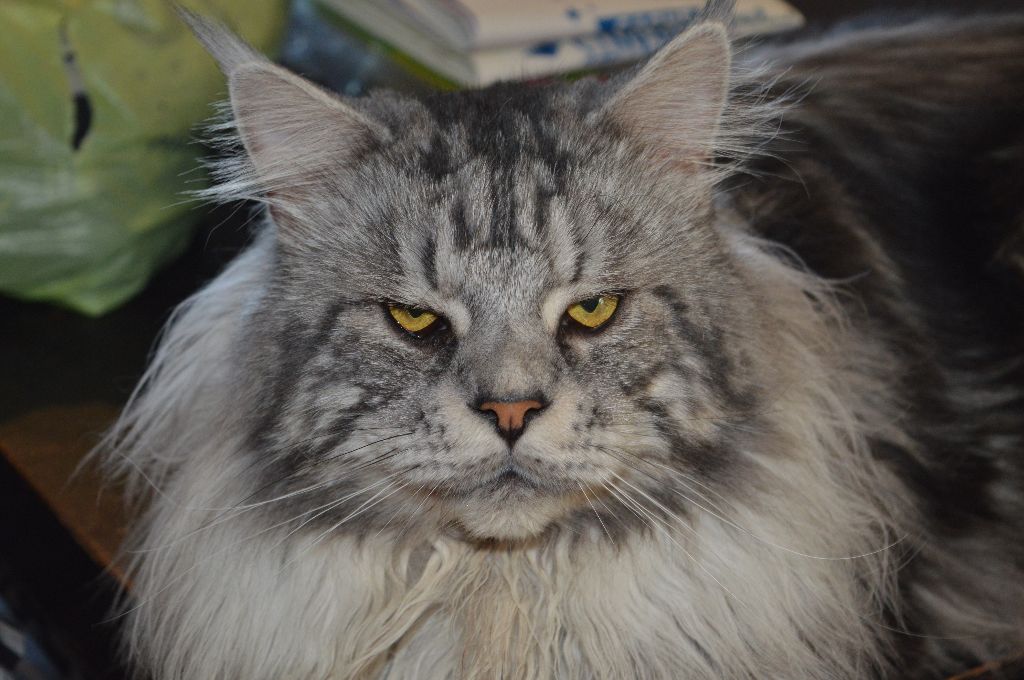 Maine Coon - HadÃ¨s du pays de konoha