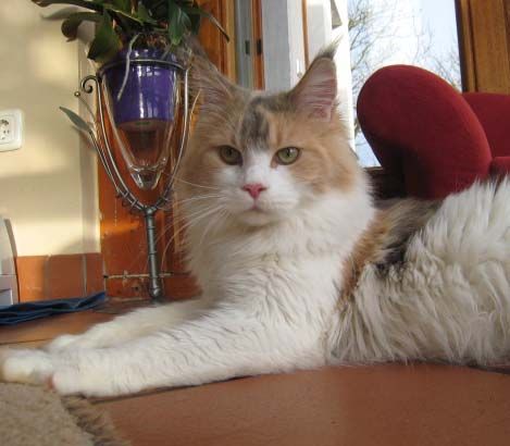 Maine Coon - belushies Liavell