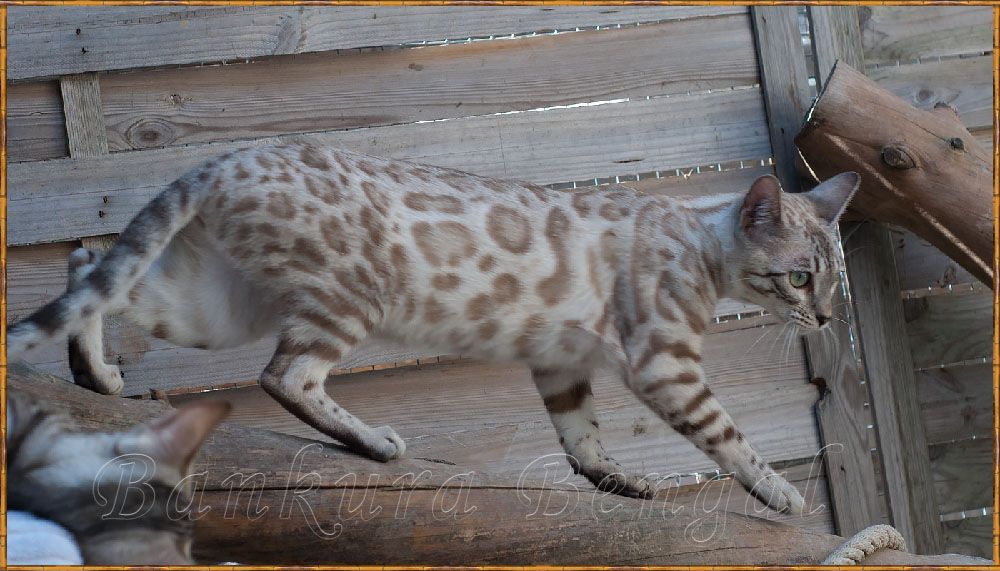 Bengal - Mystere Bankura Bengal's