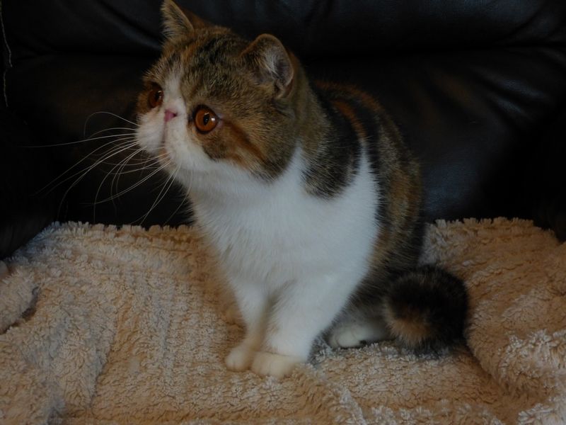 Exotic Shorthair - Norah du val de bionne