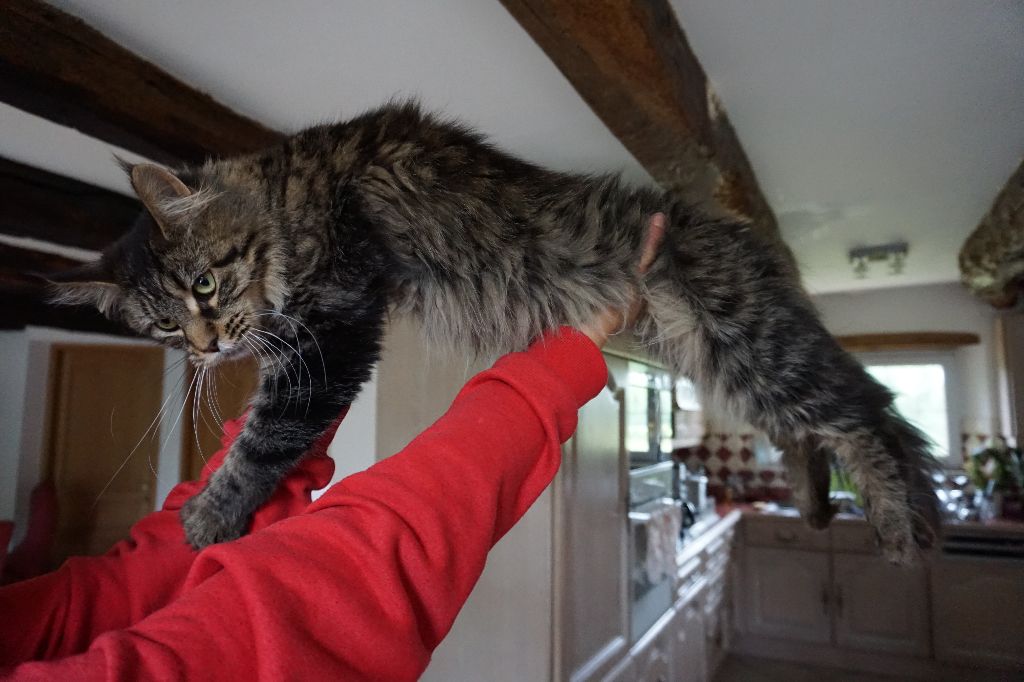 Maine Coon - My number one Des Chats de Kerma