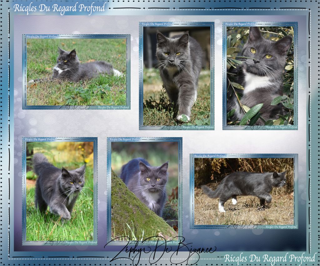 Maine Coon - Ricqles du Regard Profond