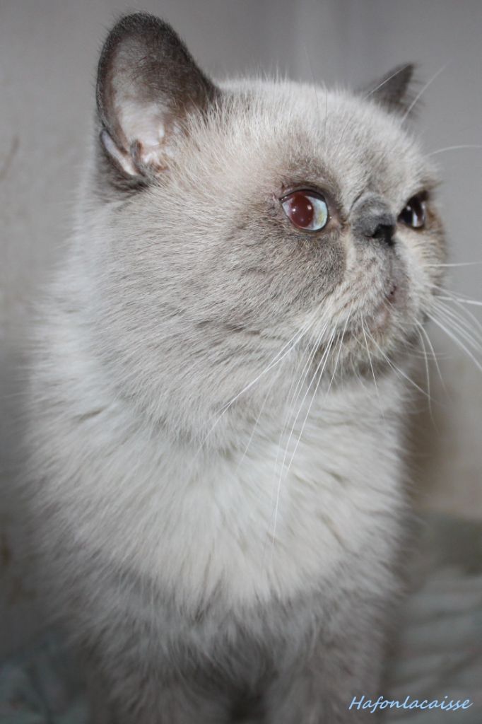 Exotic Shorthair - Hafonlacaisse de la renouée