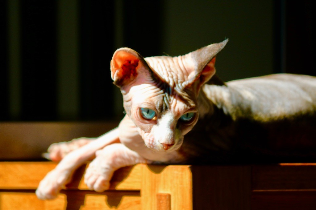 Sphynx - Naf naf felis sphynx