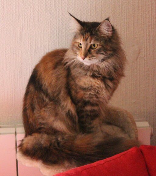 Maine Coon - Logane (dit Caouette) De L'Albanais