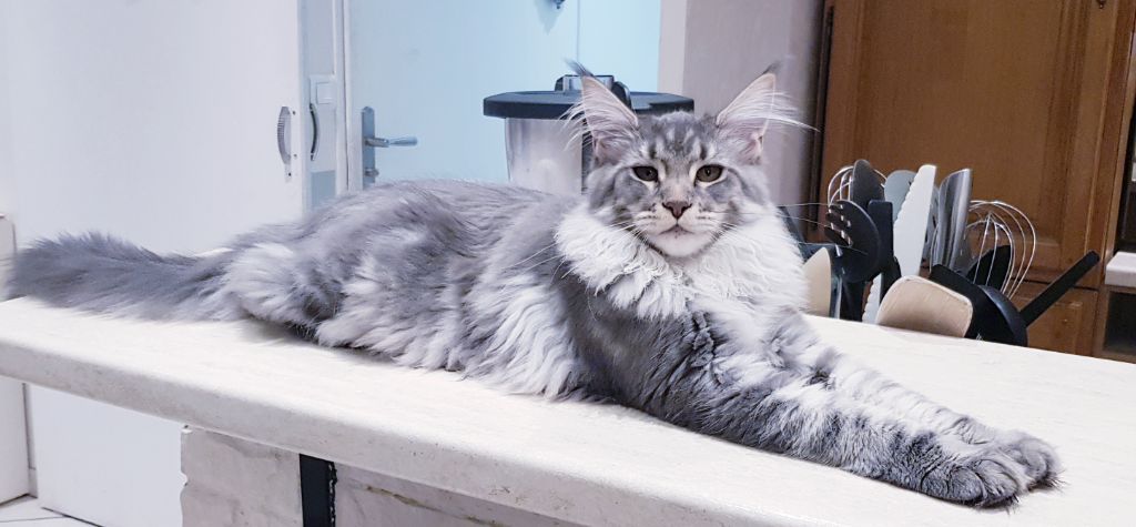 Maine Coon - Pearl Des Majestueux D'Eden