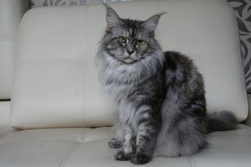 Maine Coon - CH. honey devil Tiger lilly