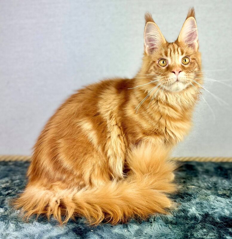 Les Maine Coon de l'affixe Des Coons Bellille