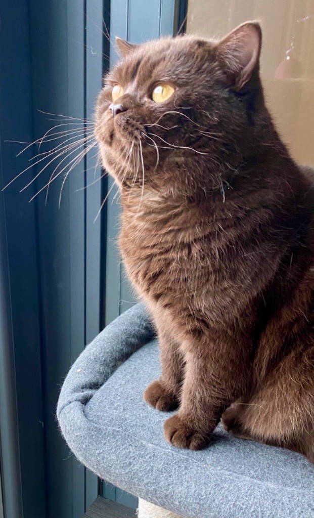 British Shorthair et Longhair - Sir Sherkan  De La Hillane