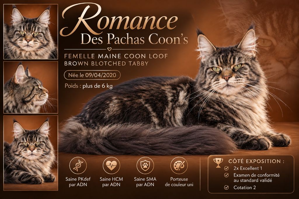 Les Maine Coon de l'affixe De La Hillane