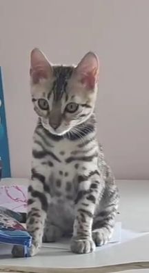 Umiya Praline Bengals