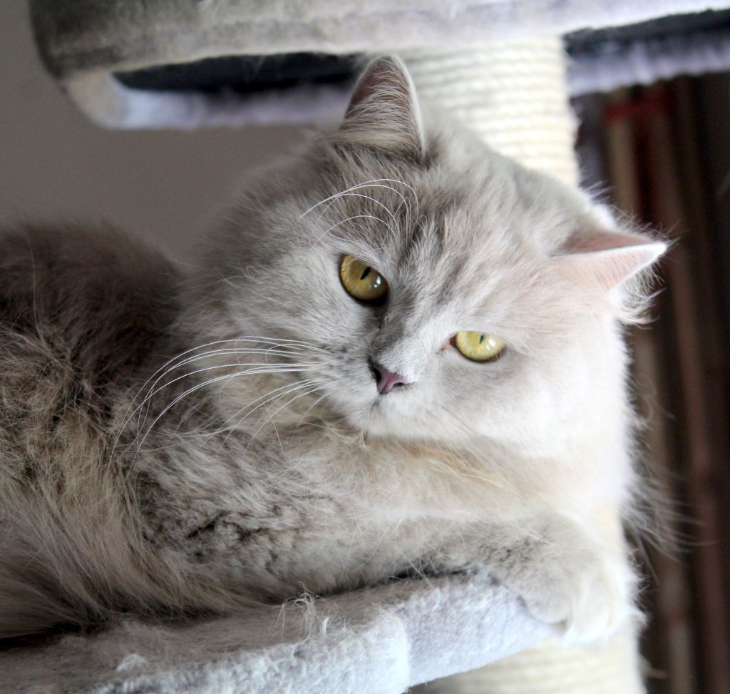 British Shorthair et Longhair - Plume du palais à strass