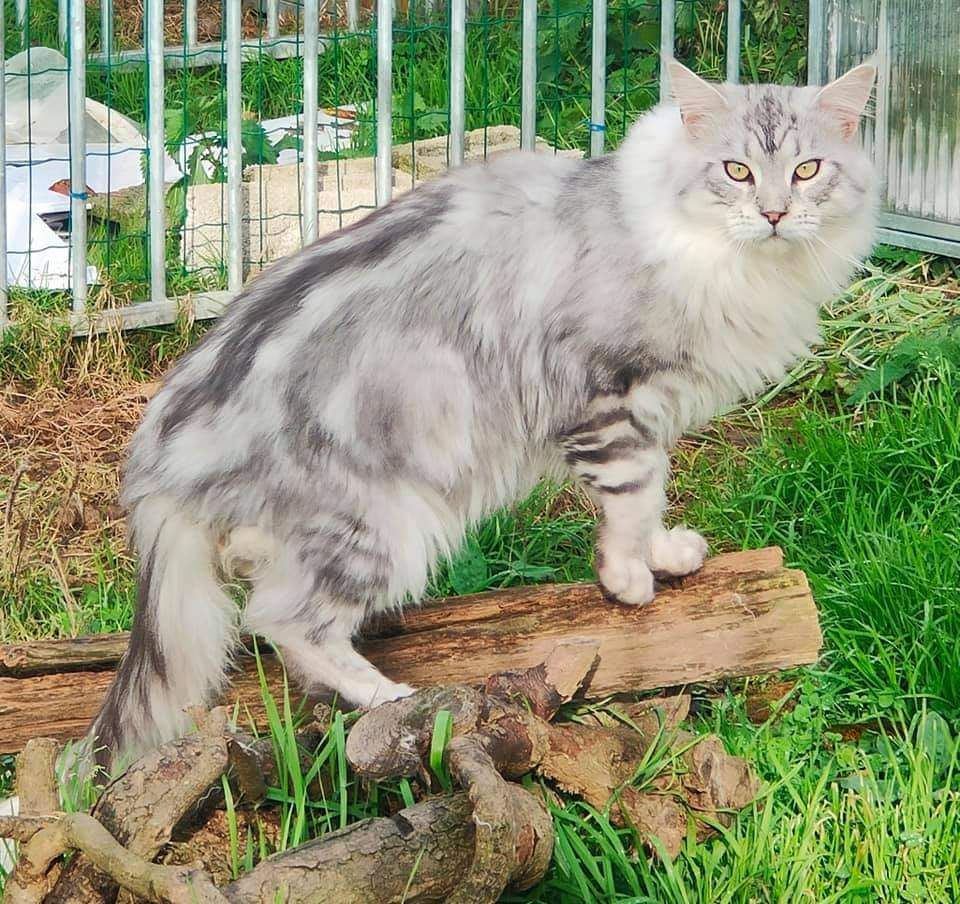 Maine Coon - Ray lechat du chabada's land