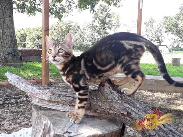 Bengal - Sweety Des Terres De Pandore