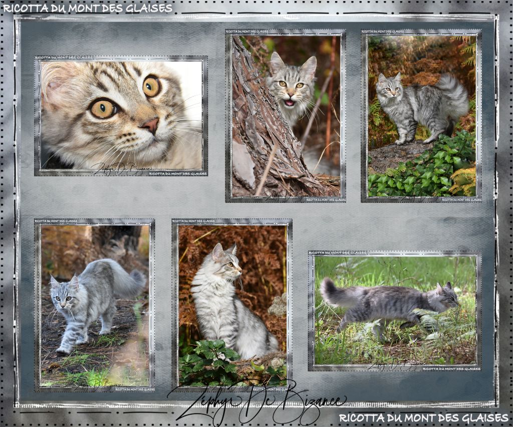 Maine Coon - Ricotta du mont des glaises