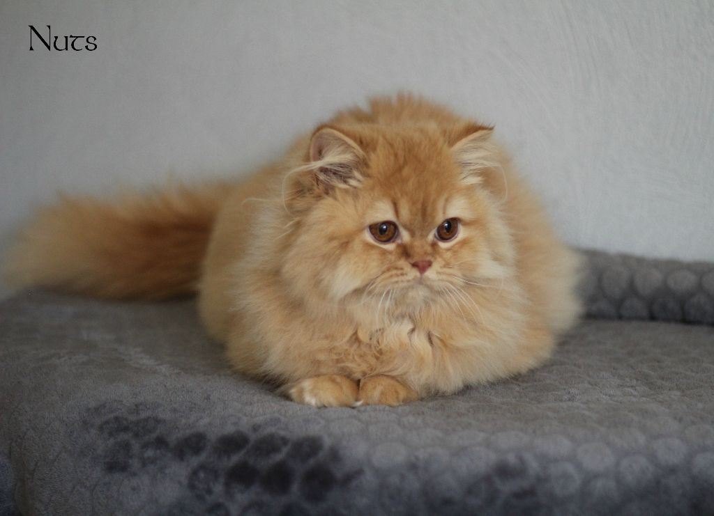 British Shorthair et Longhair - Nuts Du Monde De Gaïa