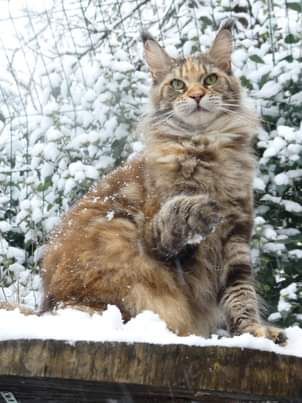 Maine Coon - CH. Just A Dream's NALAA