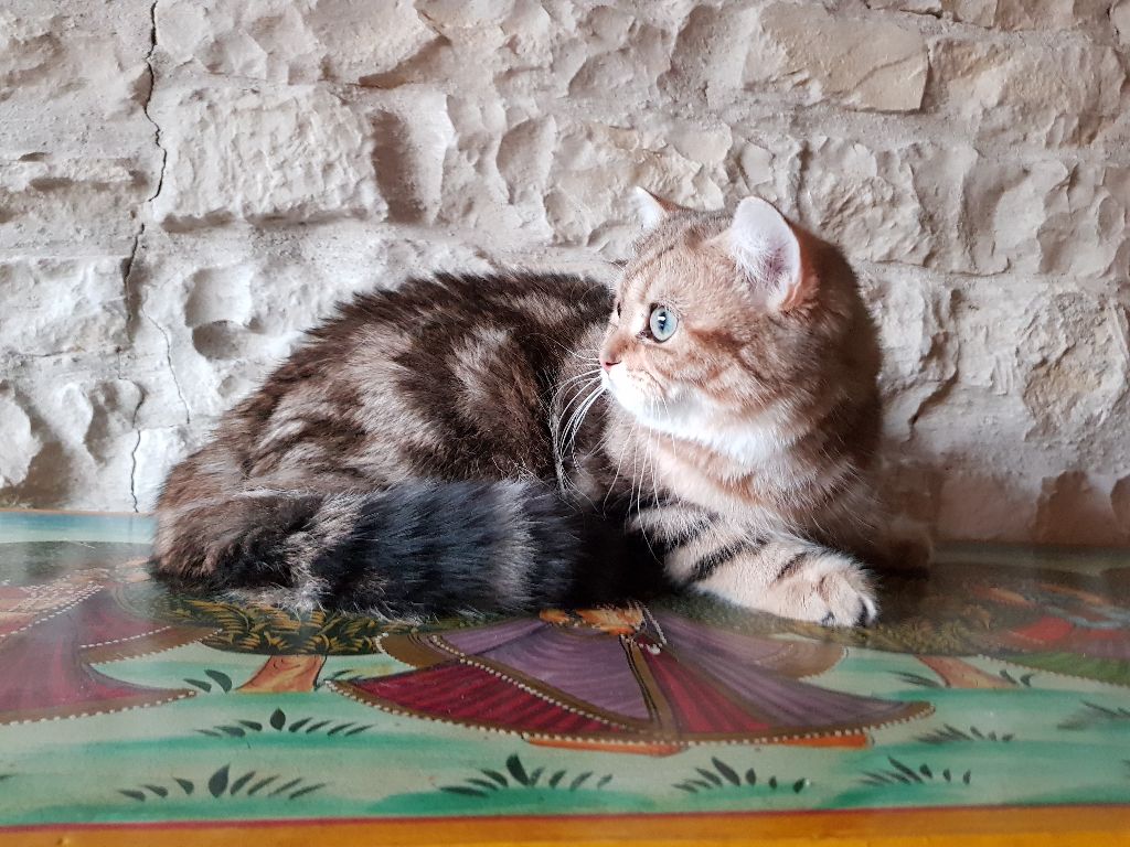 British Shorthair et Longhair - Golden neoptolemos no demetra