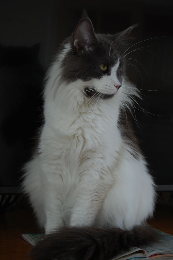 Maine Coon - My love d'hardy coon's