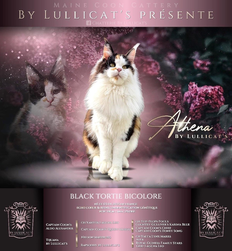 by Lullicat's Athena