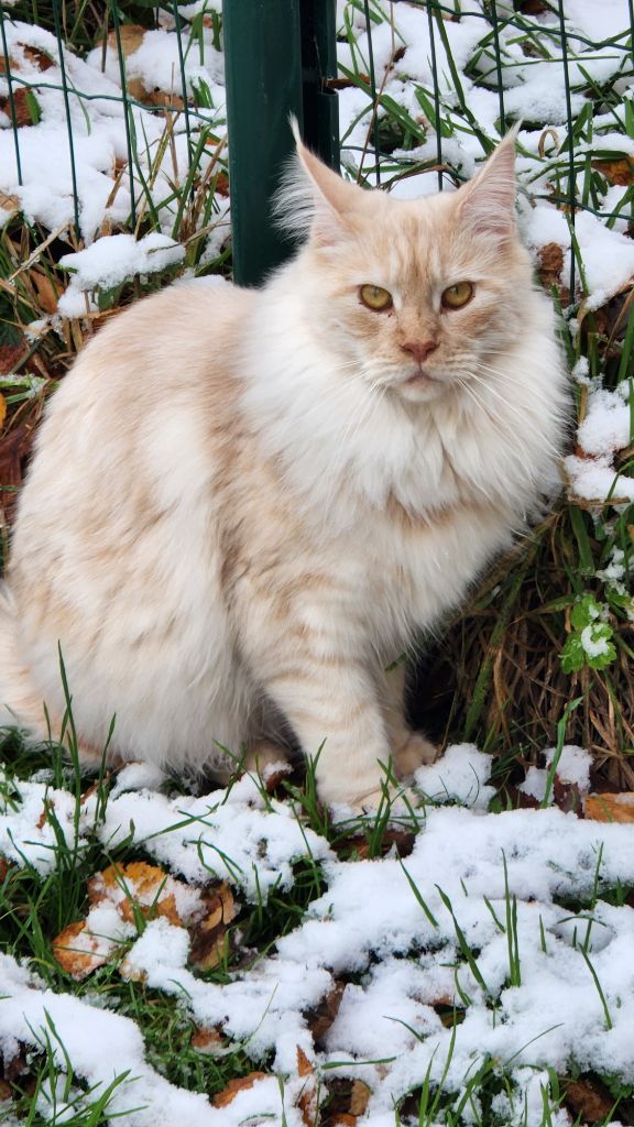 Maine Coon - Shelby Paradis d'Omaha