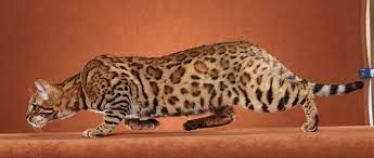 Bengal - CH. jungletrax Justified prestige