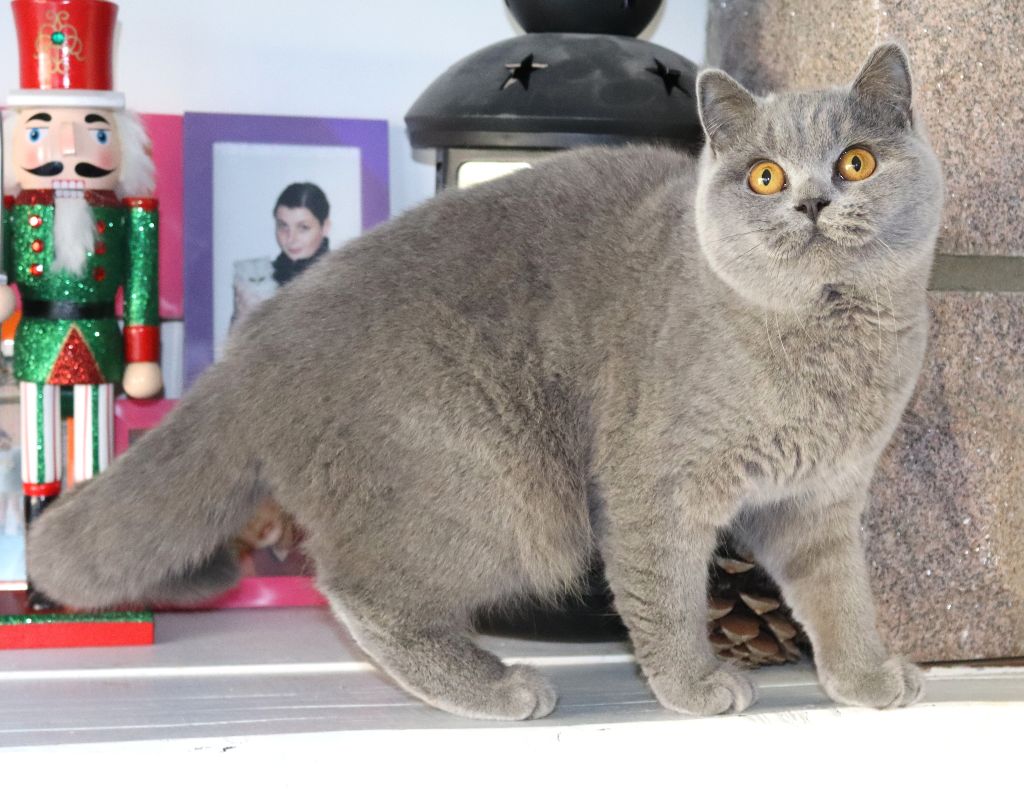 Bella de Life Cats