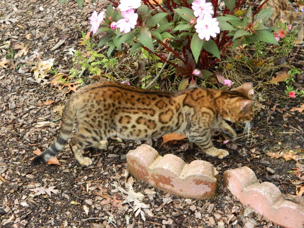 Bengal - CH. jungletrax Poetic justice
